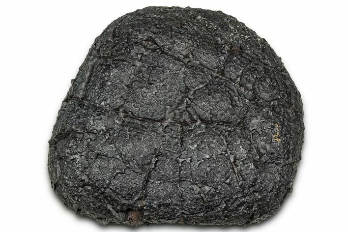 Dragon Scale Stone (Iron, Manganese, Siderite Nodule) #330322